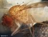 Drosophila mercatorum